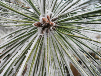 Frosted needles