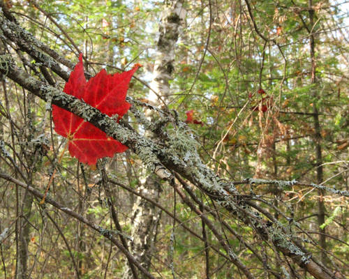 The Lone Leaf