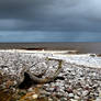 Muddy Waters Prestatyn Beach