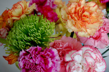 Carnations