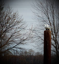 The Gulls