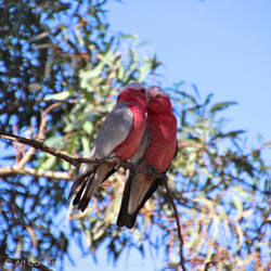 Two Galahs -imp