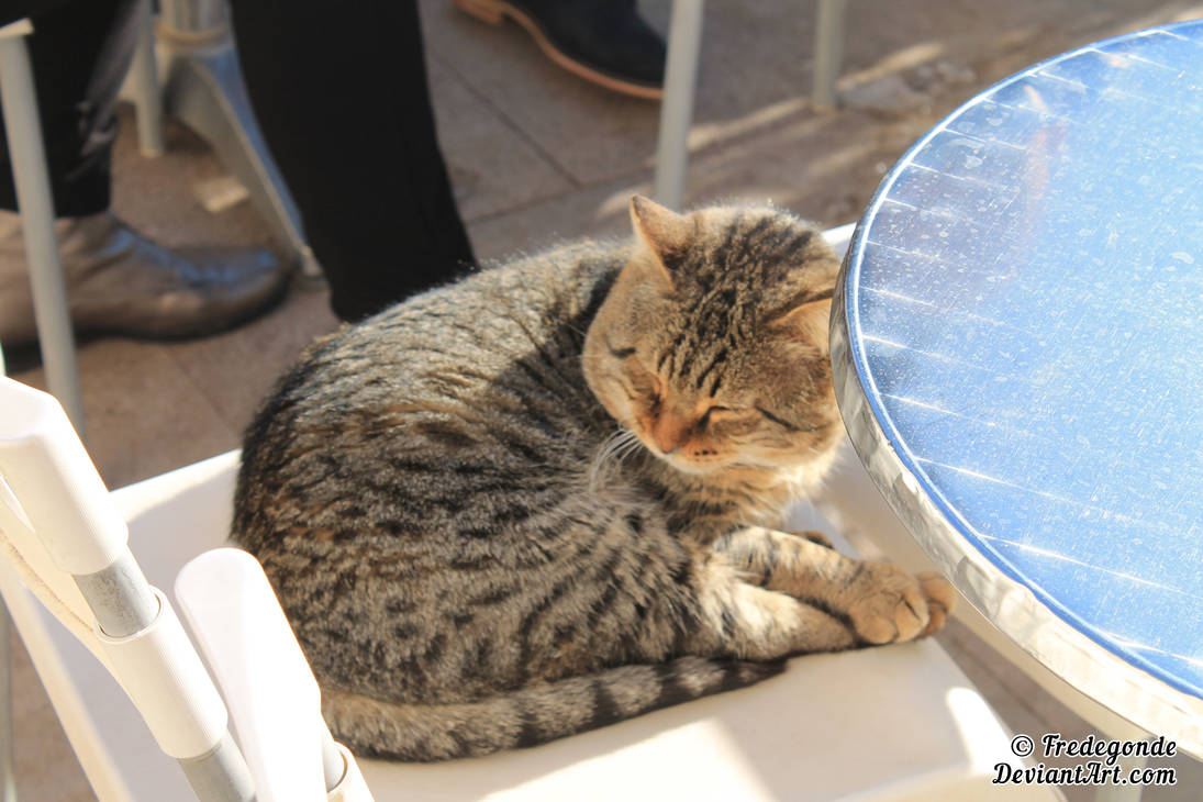 A Cat in Delphi by Fredegonde on DeviantArt