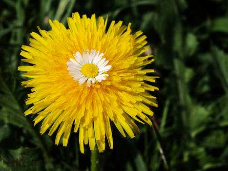 coltsfoot and ox-eye-daisy