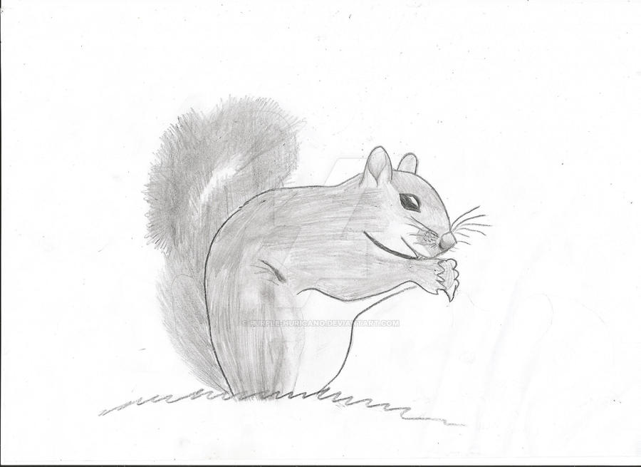 Squirrel Deviantart squirrel by purple-huricano on DeviantArt