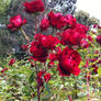 Rose Red