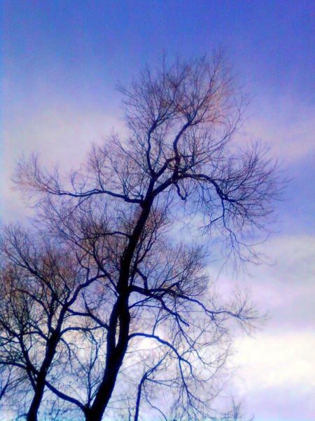 The Tree and Sky