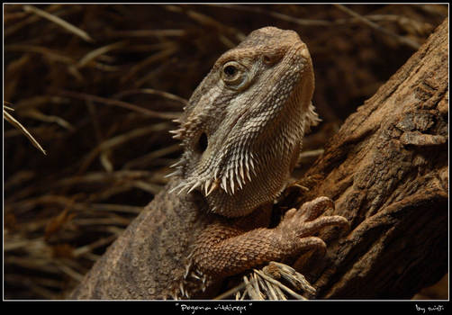 pogona vitticeps