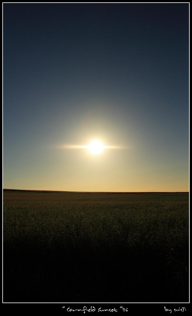 cornfield sunset