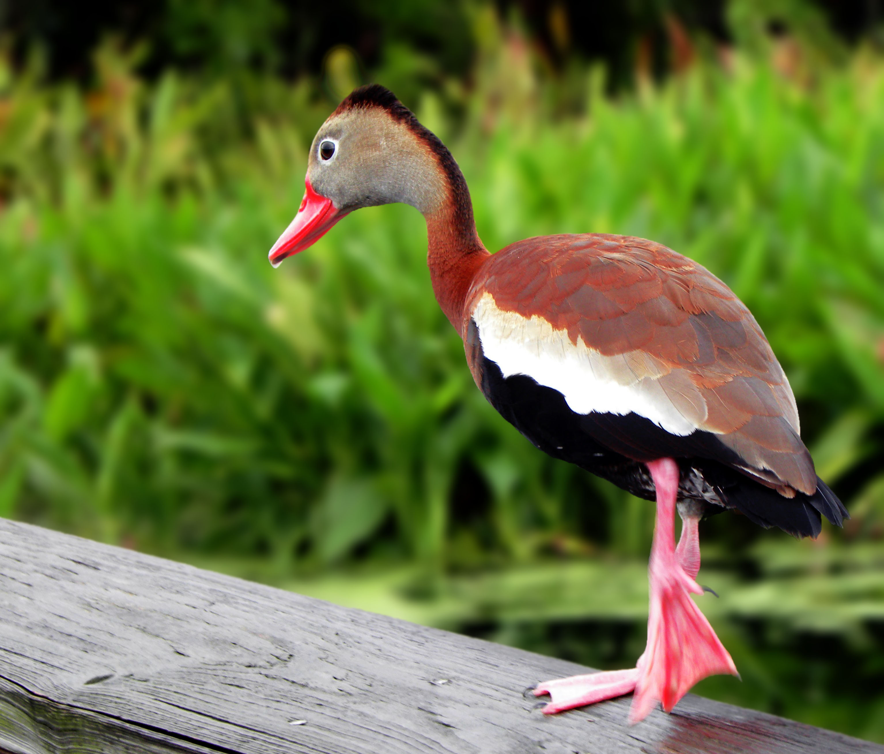 Red Billed Whistling Duck