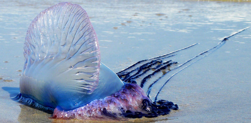 Portuguese Man o' War