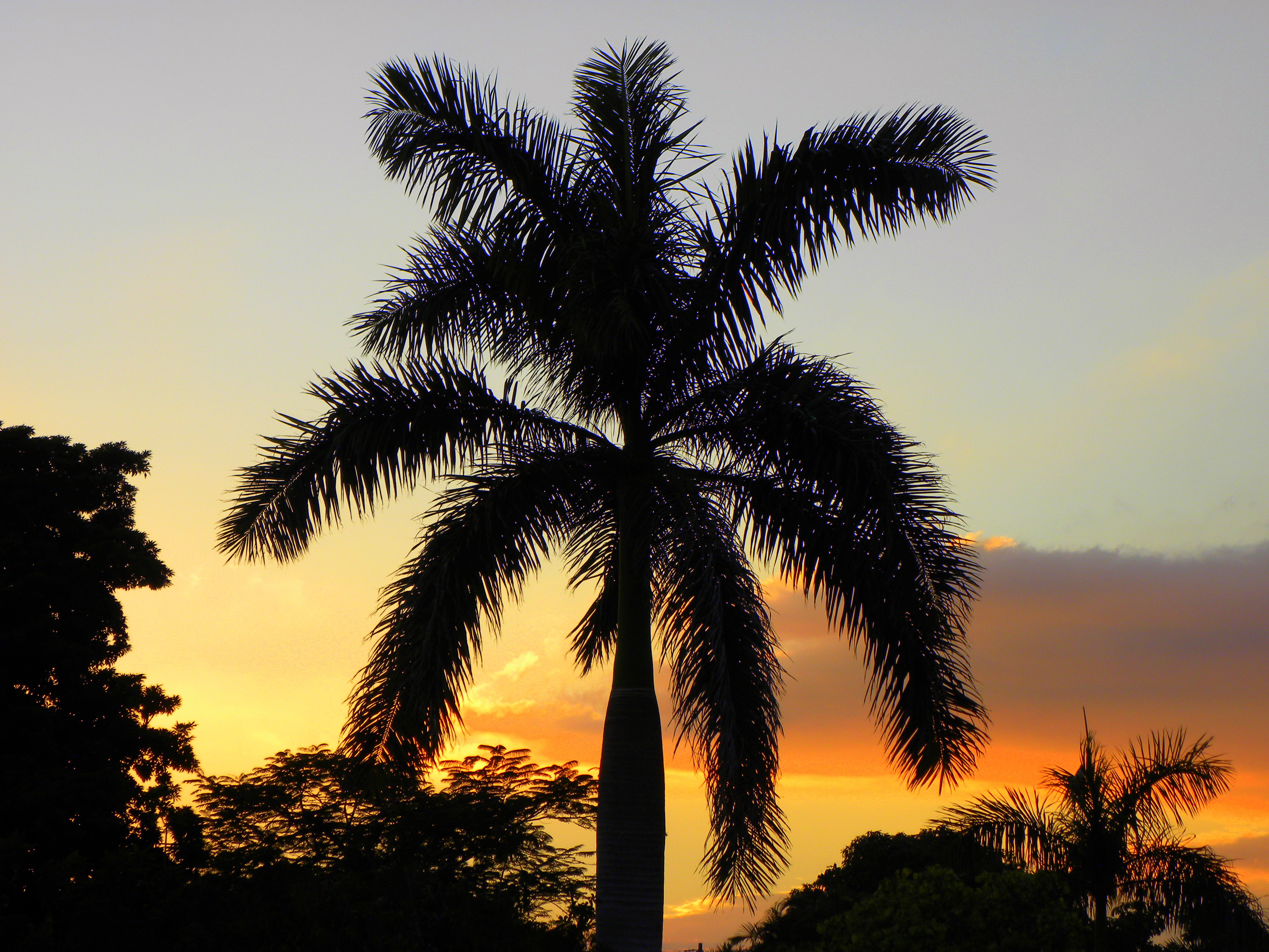 Lone Palm