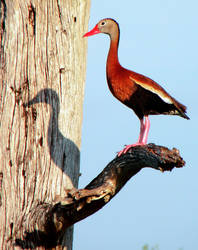 Red Billed Whistling Duck