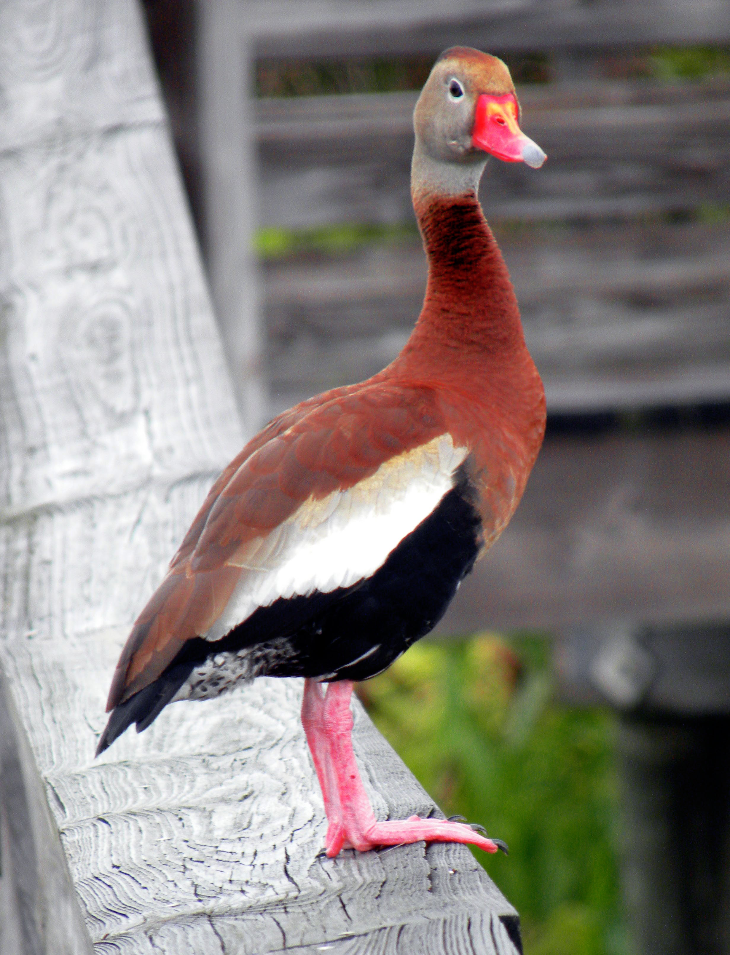 Red Billed Whistling Duck