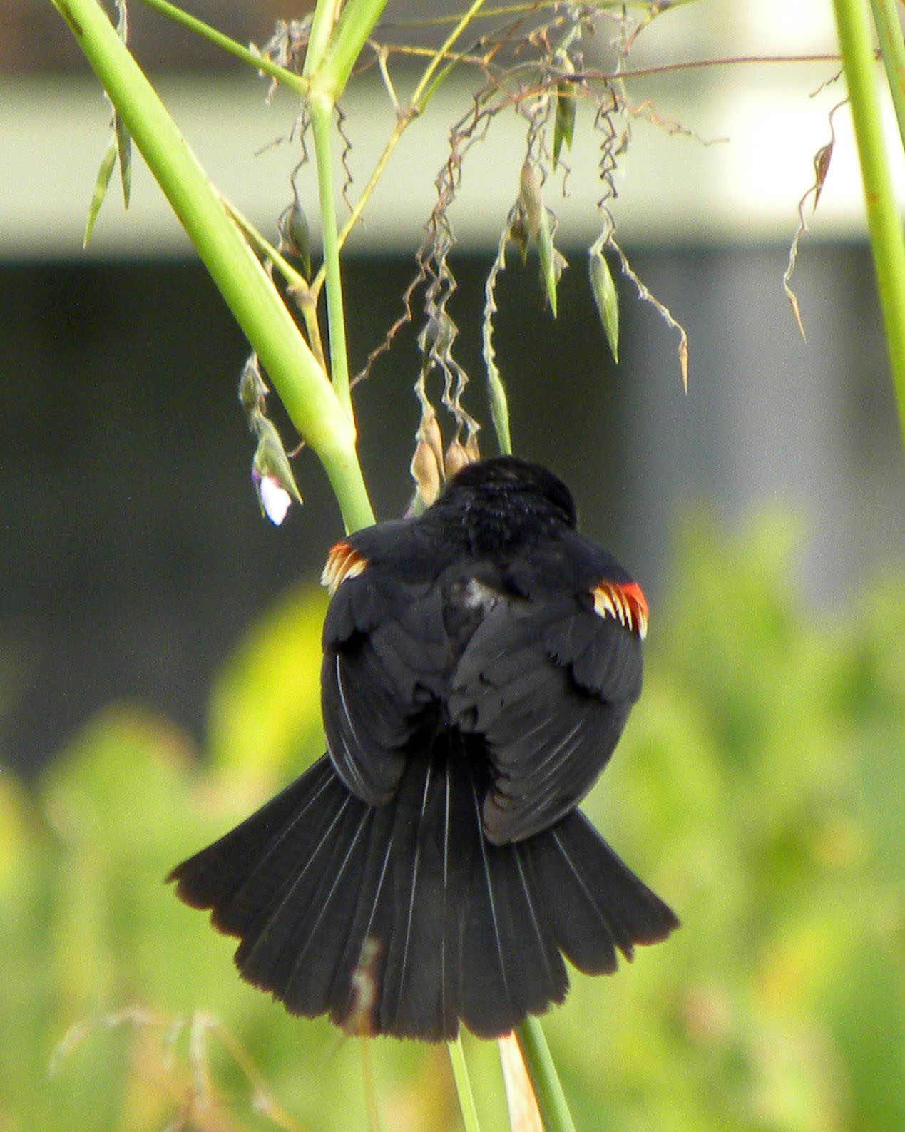 Red Winged Black