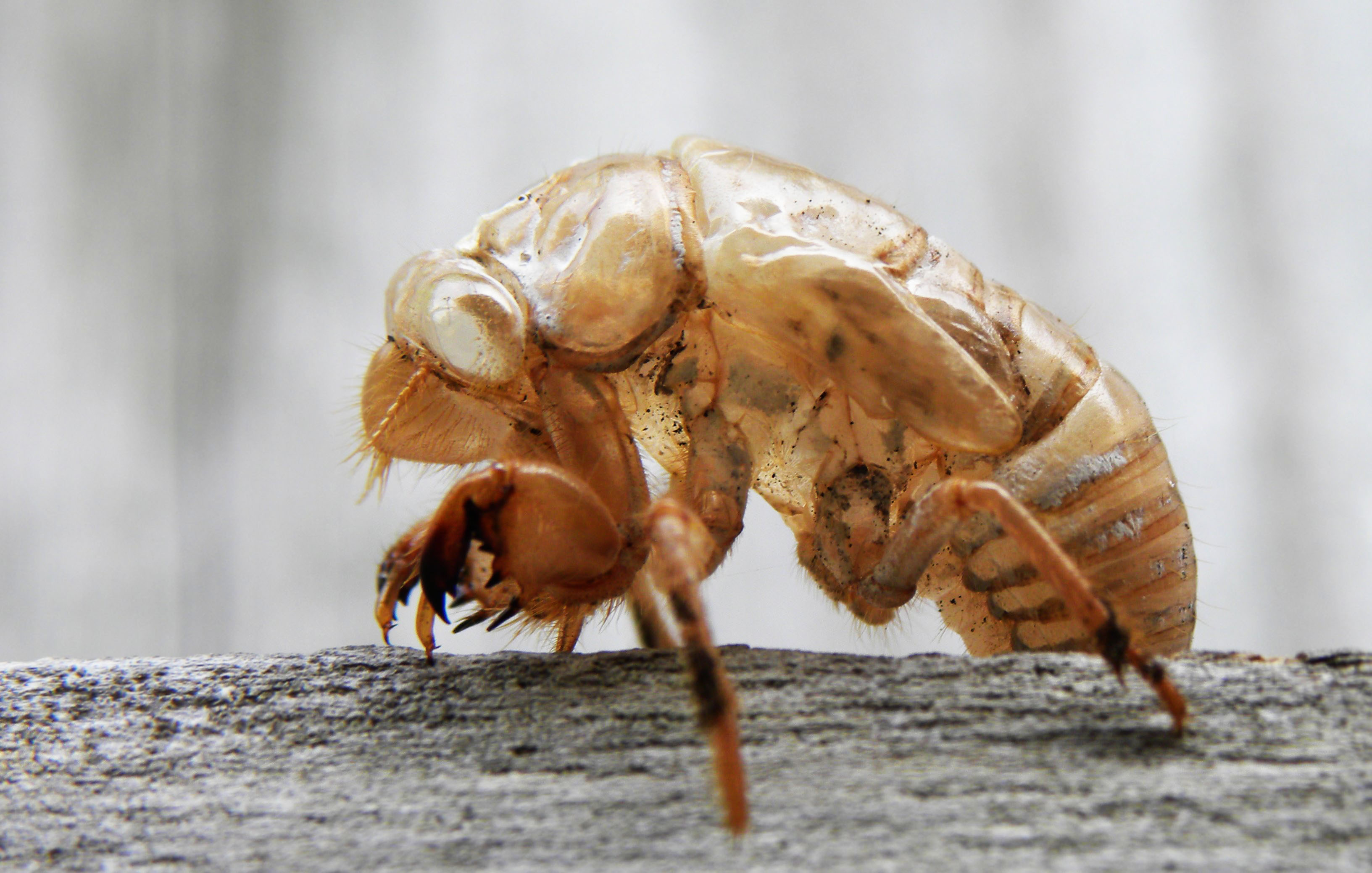 Cicada