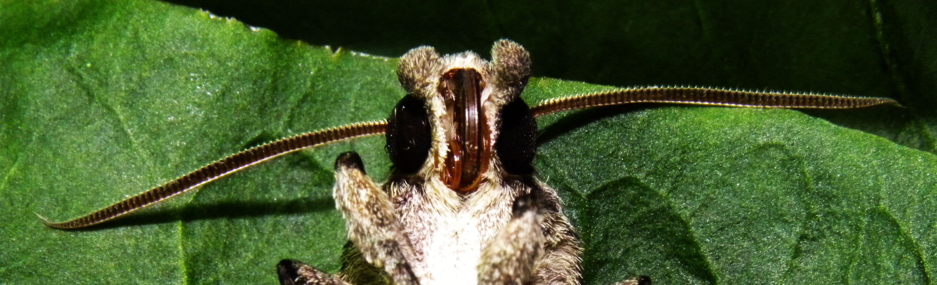 Hornworm Moth