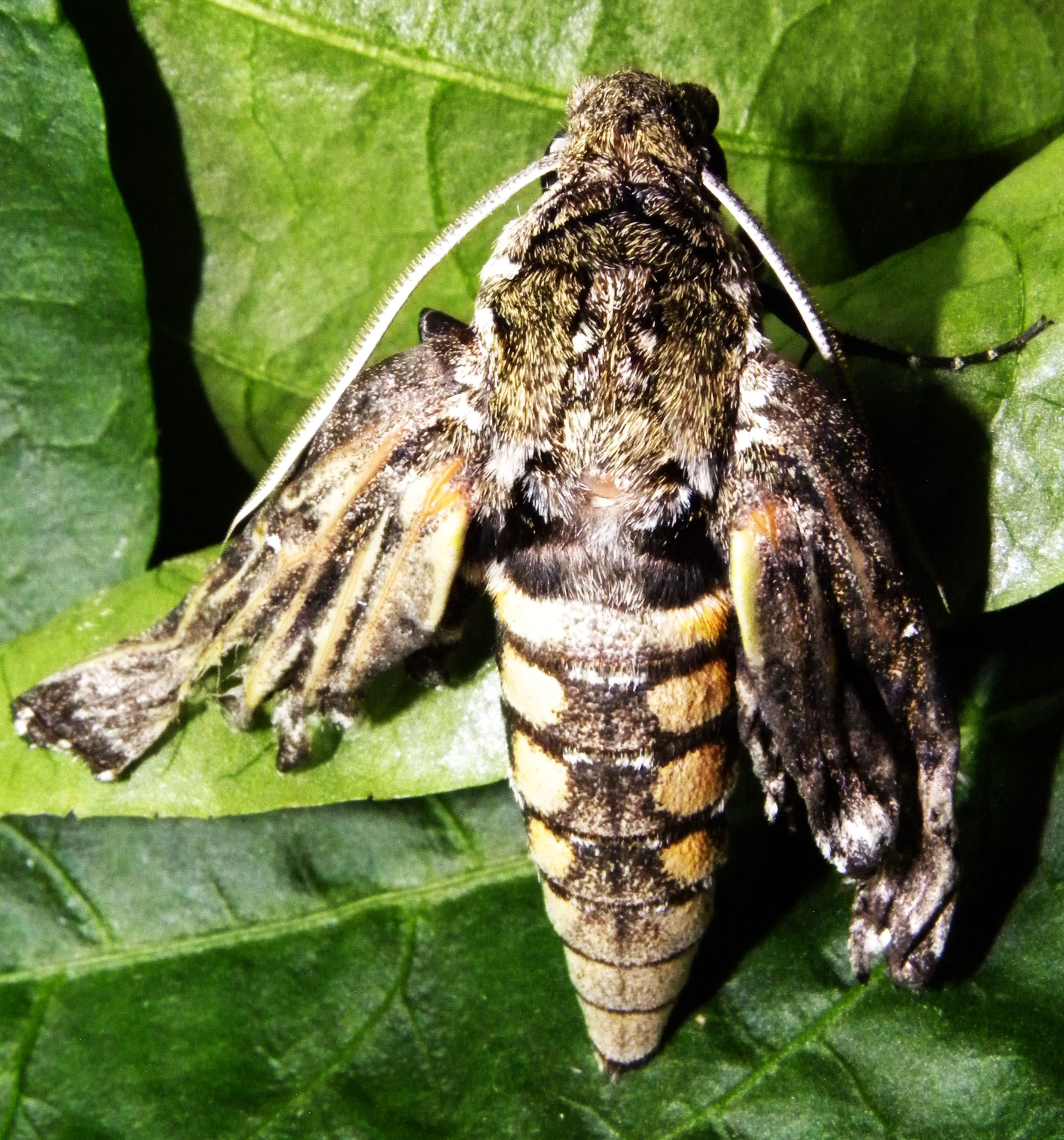 Hornworm Moth