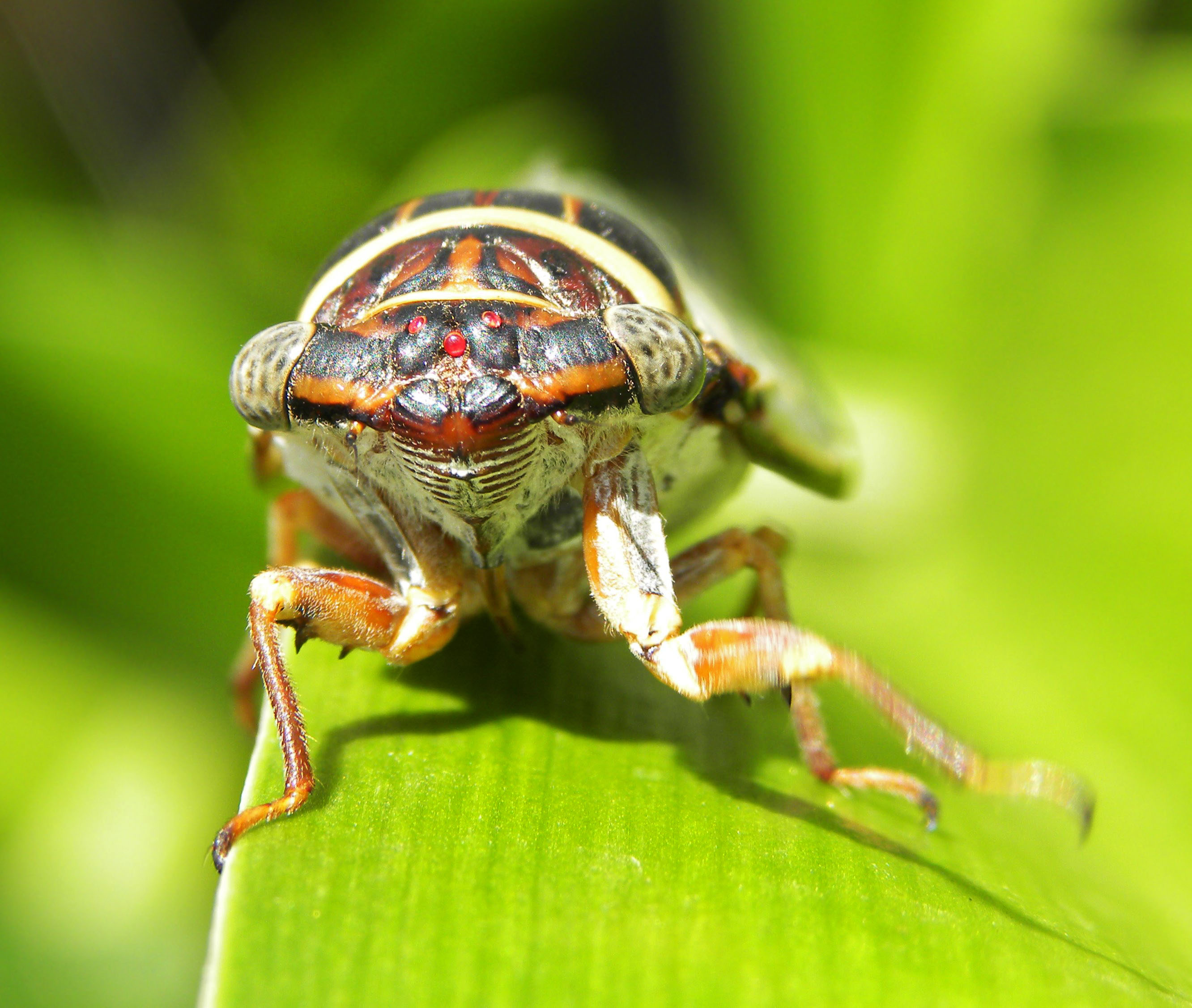 Cicada