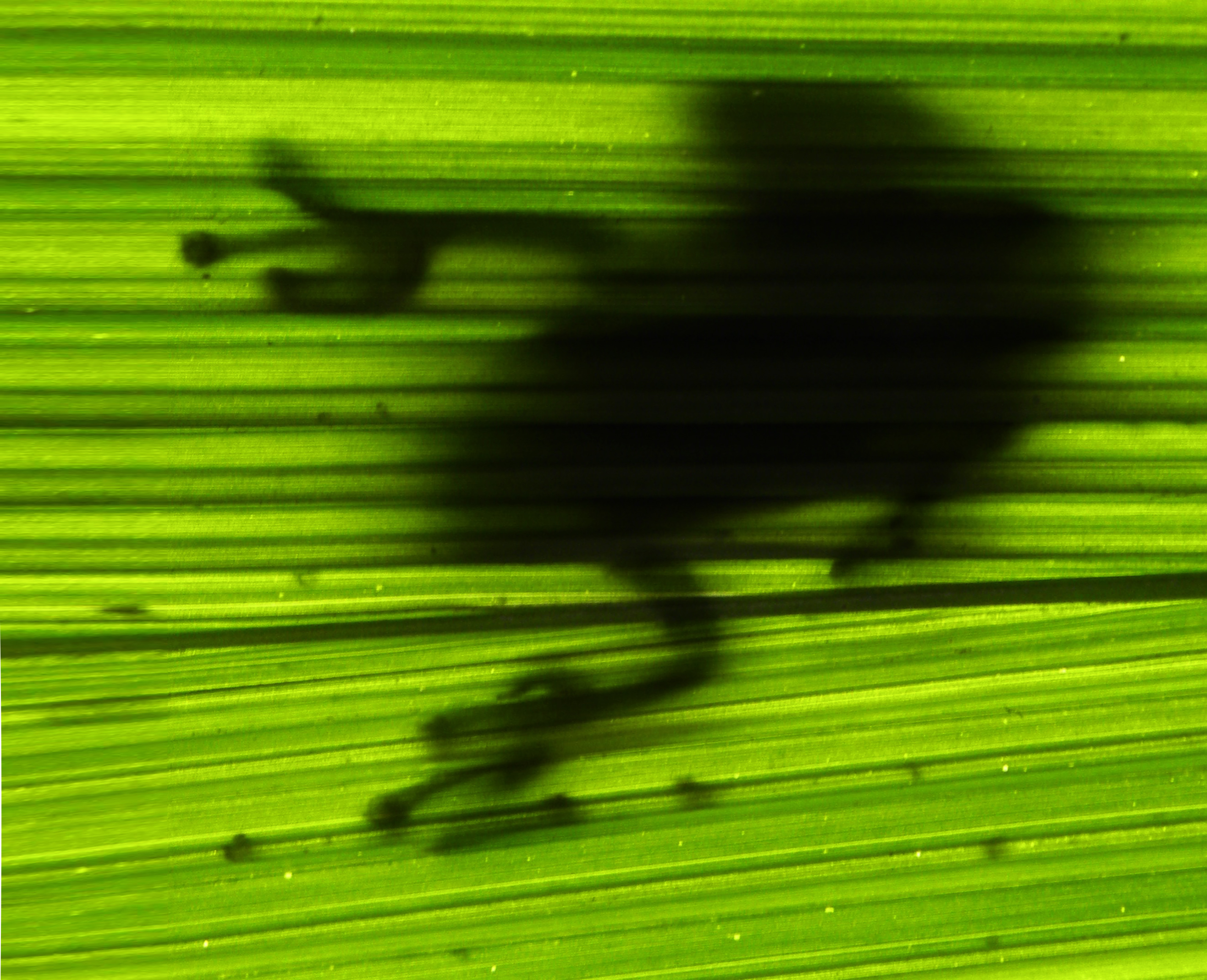 Tree Frog Shadow