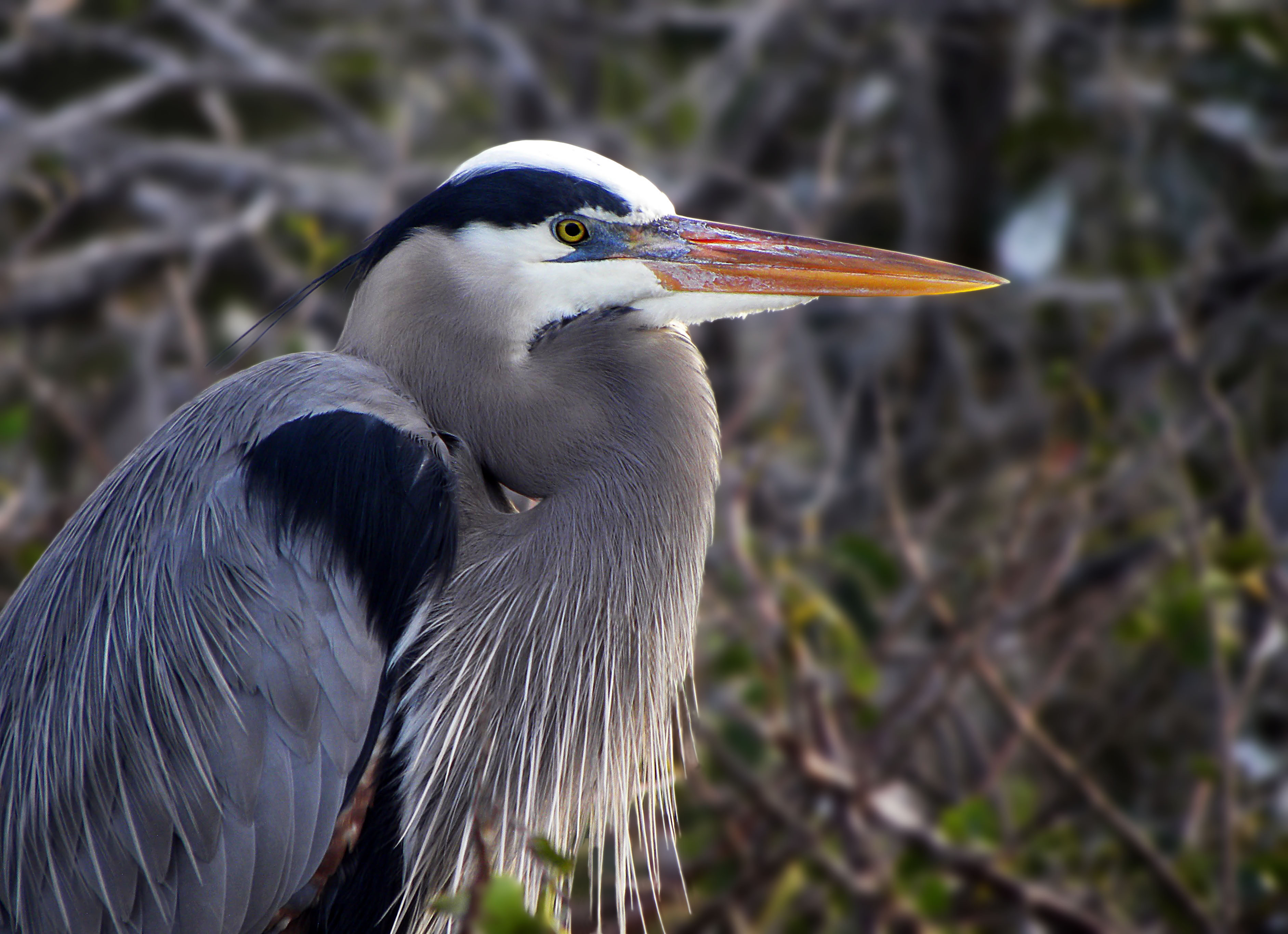 GBH Portrait