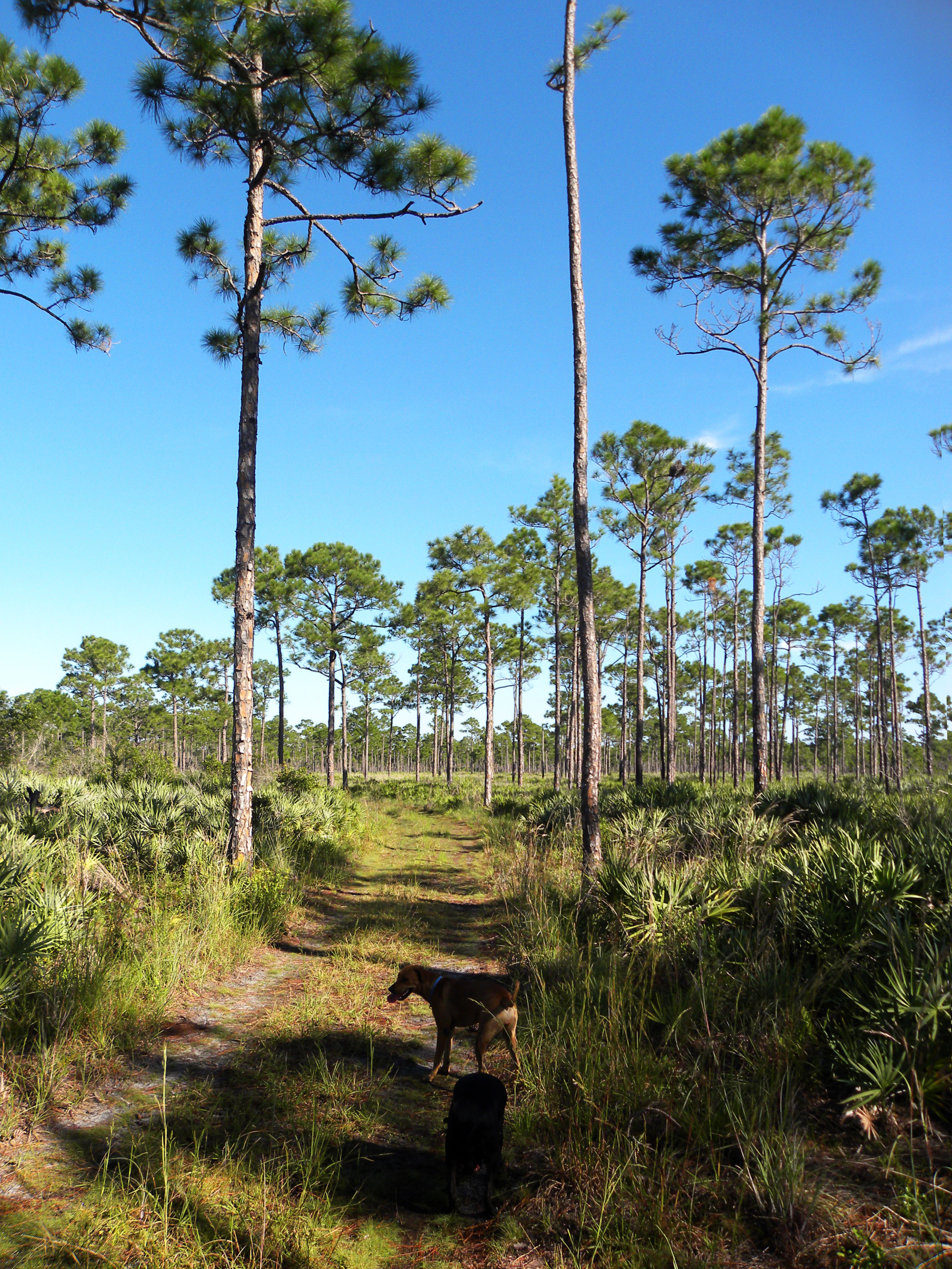 Happy Trails