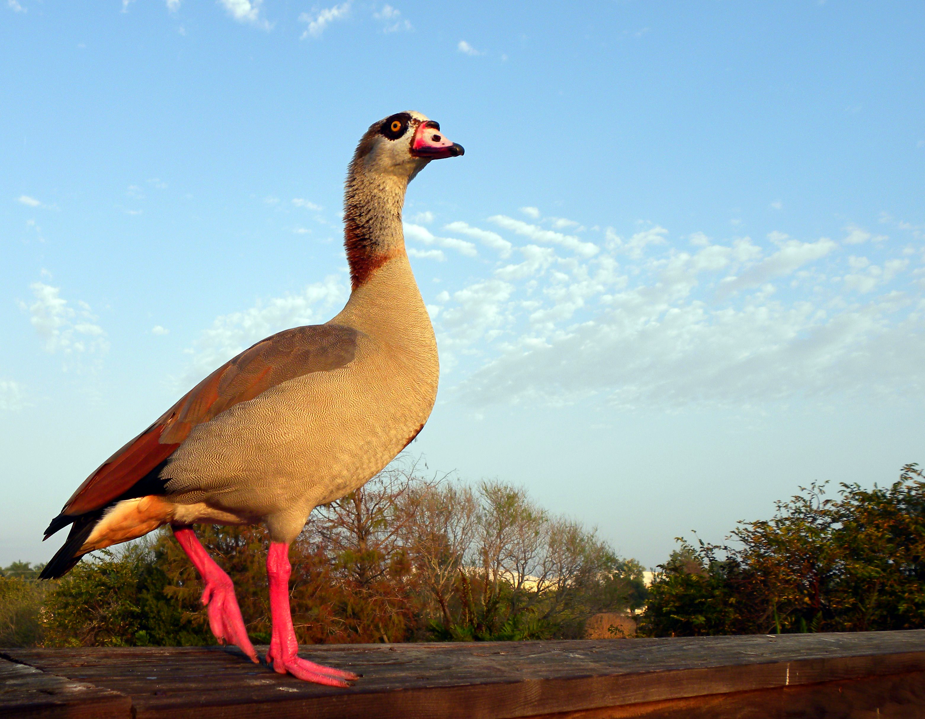 Egyptian Goose