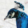 Indian Peafowl