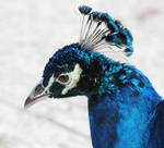 Indian Peafowl by flowerhippie22