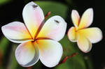 Plumeria by flowerhippie22