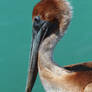 Brown Pelican