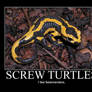 Screw Turtles...