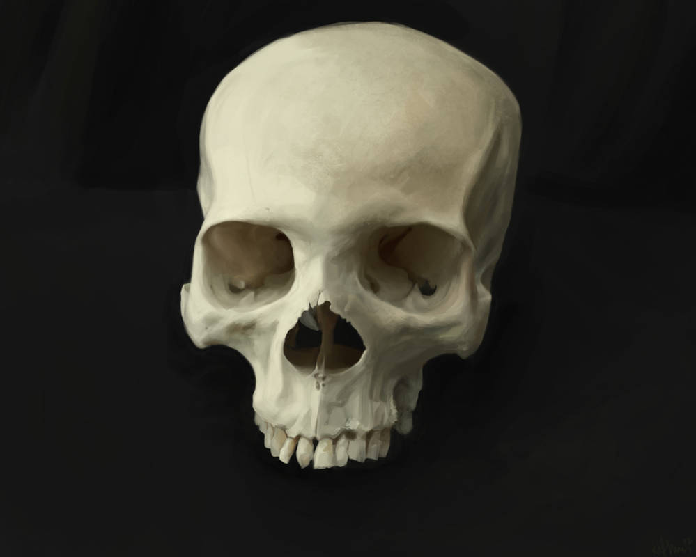 Skull study by theLateman