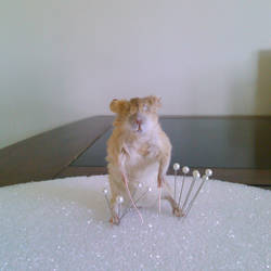 Taxidermy Brown Mouse