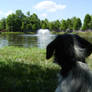 Even Dogs Love Fountains