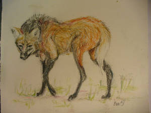 maned wolf