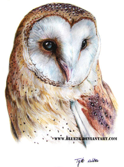Tyto alba by SivaKonieczna