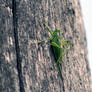 Grasshopper, woodclimber