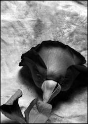 black rose