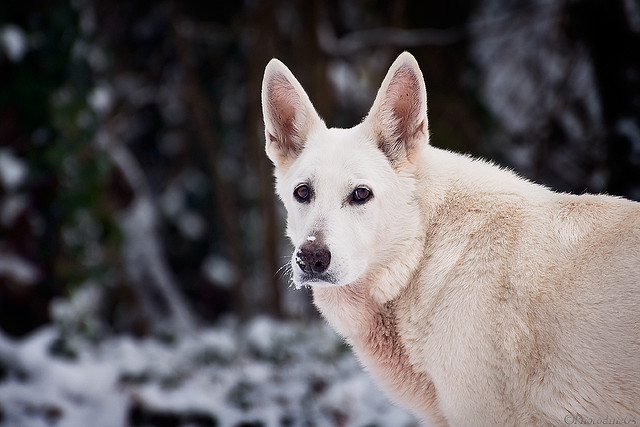 Snow Dog