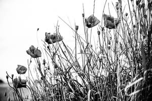 Poppies - Flanders Fields