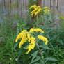 flowers in the yard