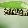 Caterpillar I