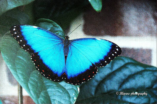 35-most-beautiful-butterfly-pictures-22