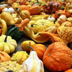 Various pumpkins by pozzz