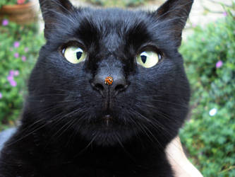 Garden Cat