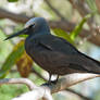 White Capped Noddy