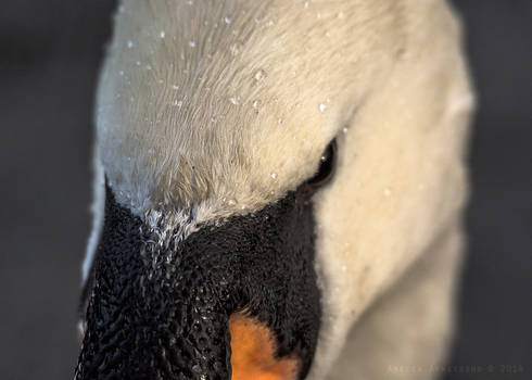 Details of a Swan