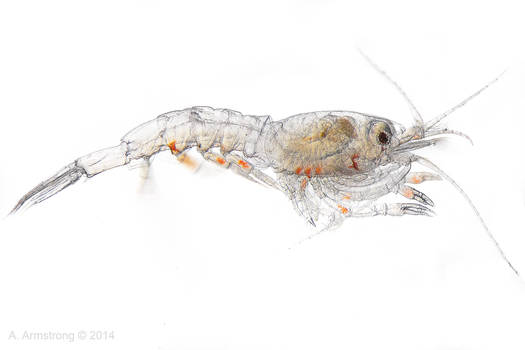 Euphausiid- Krill