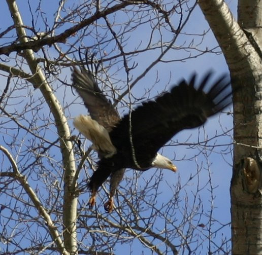 eagle in flight